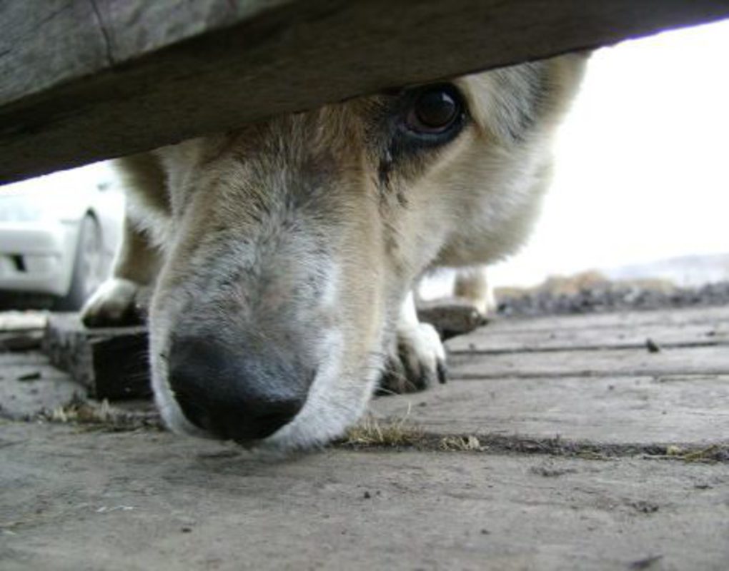 До 6 месяцев ареста грозит красноярцу за жестокое убийство собаки