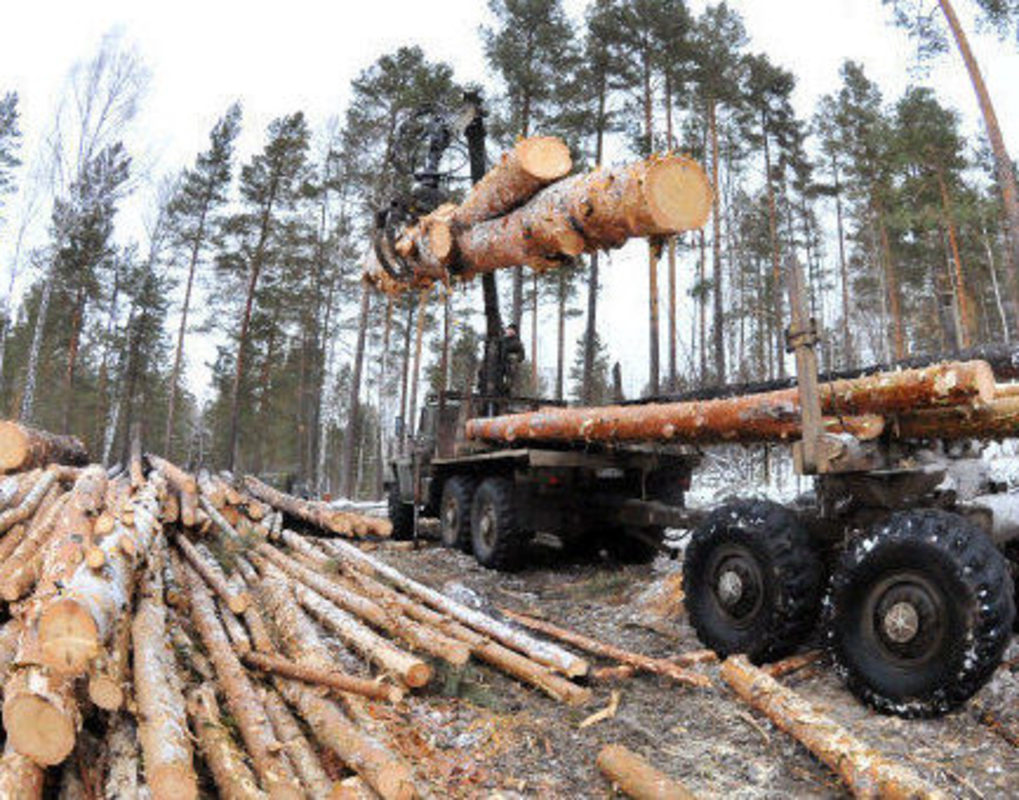 В Зеленогорске нашли пособ повышения качества малоценной древесины