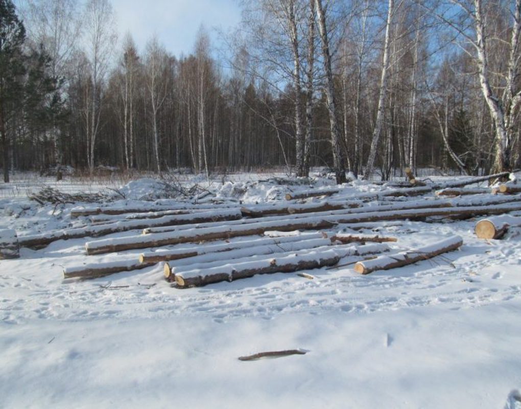Житель Иланского района вырубил лес на 1,7 млн рублей