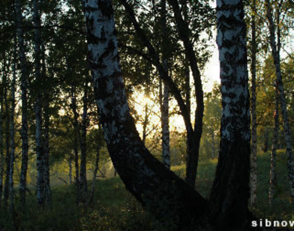 летнего сборщика черемши нашли в лесу под Красноярском спустя три дня