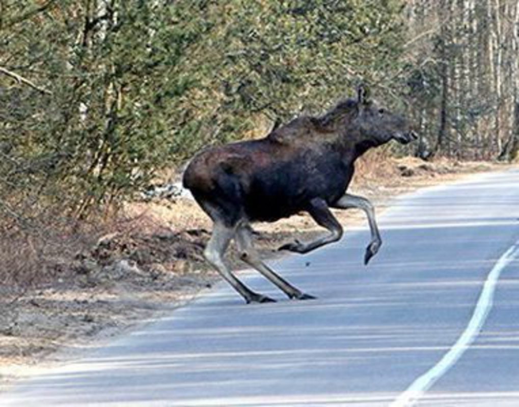 На трассе в Красноярском крае водитель иномарки сбил лося