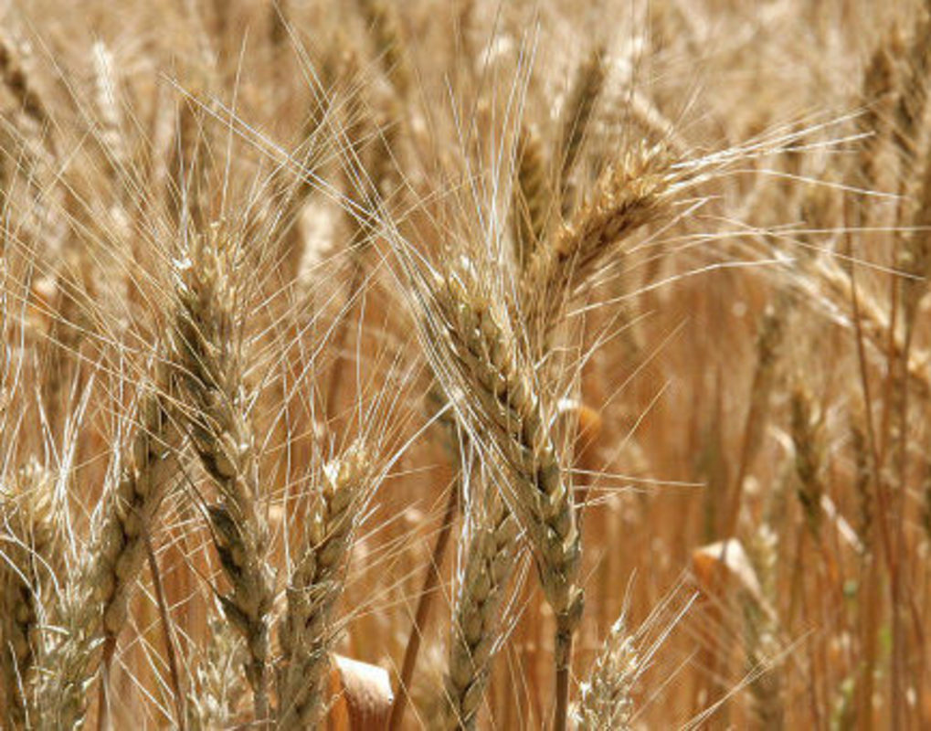 Ученые из Красноярска нашли устойчивые к засухе виды пшеницы