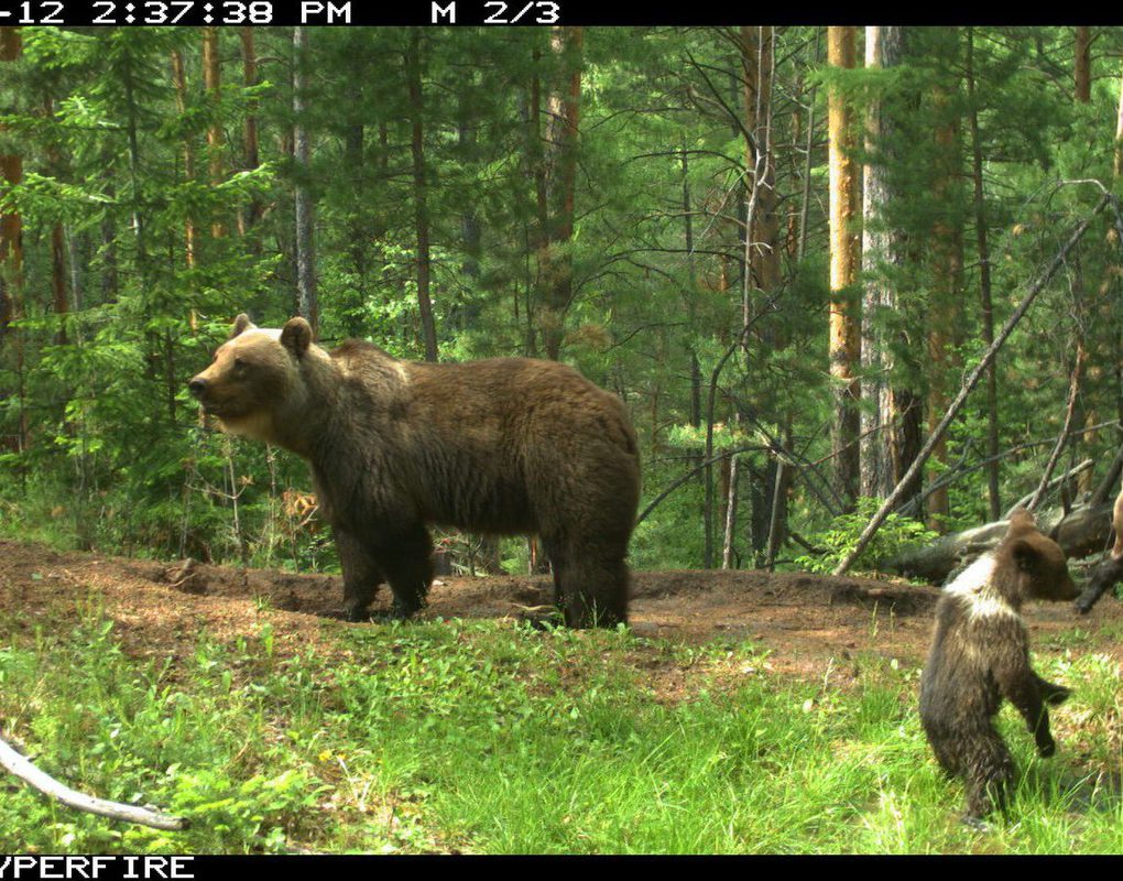 Медведи выходят на популярные у туристов тропы в заповеднике «Столбы»