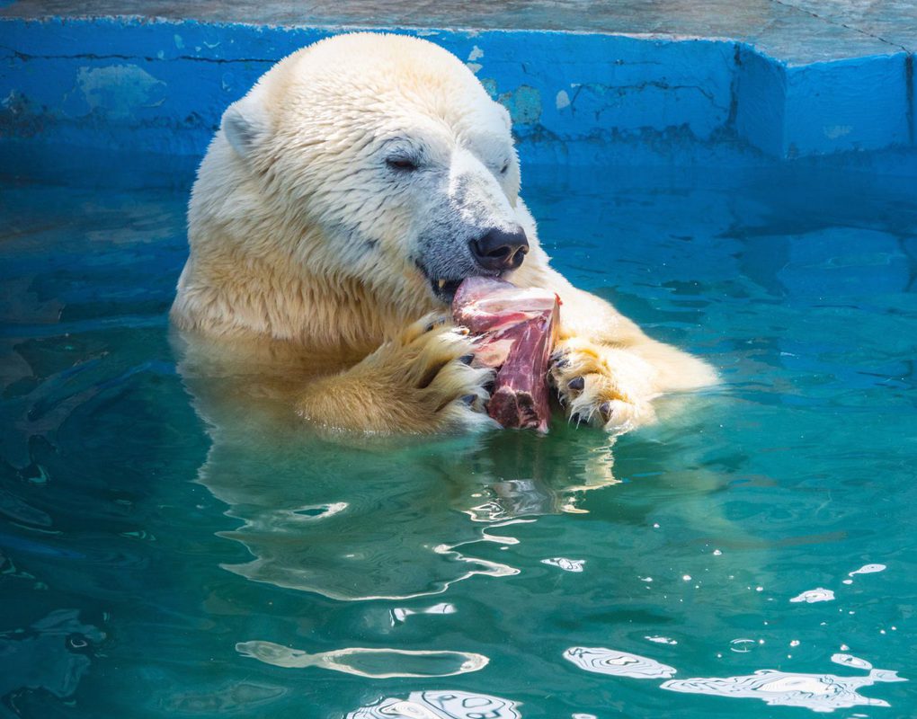 В «Роевом ручье» устраивают показательные кормления белых медведей