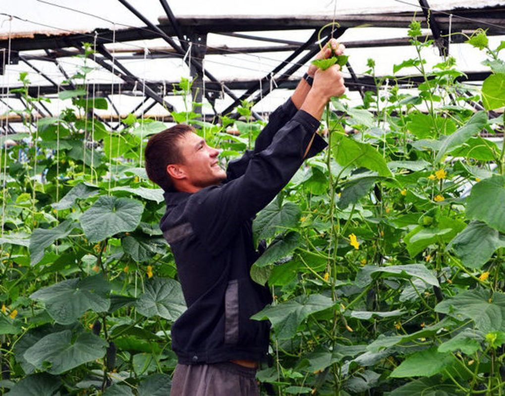 В Норильске построят тепличный комплекс на тысячу тонн овощей в год