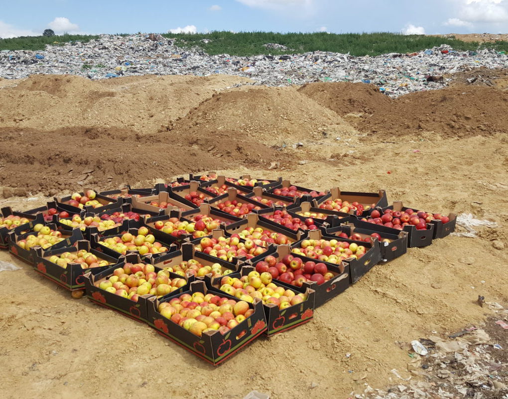 Более 500 кг польских яблок уничтожили на полигоне в Красноярске
