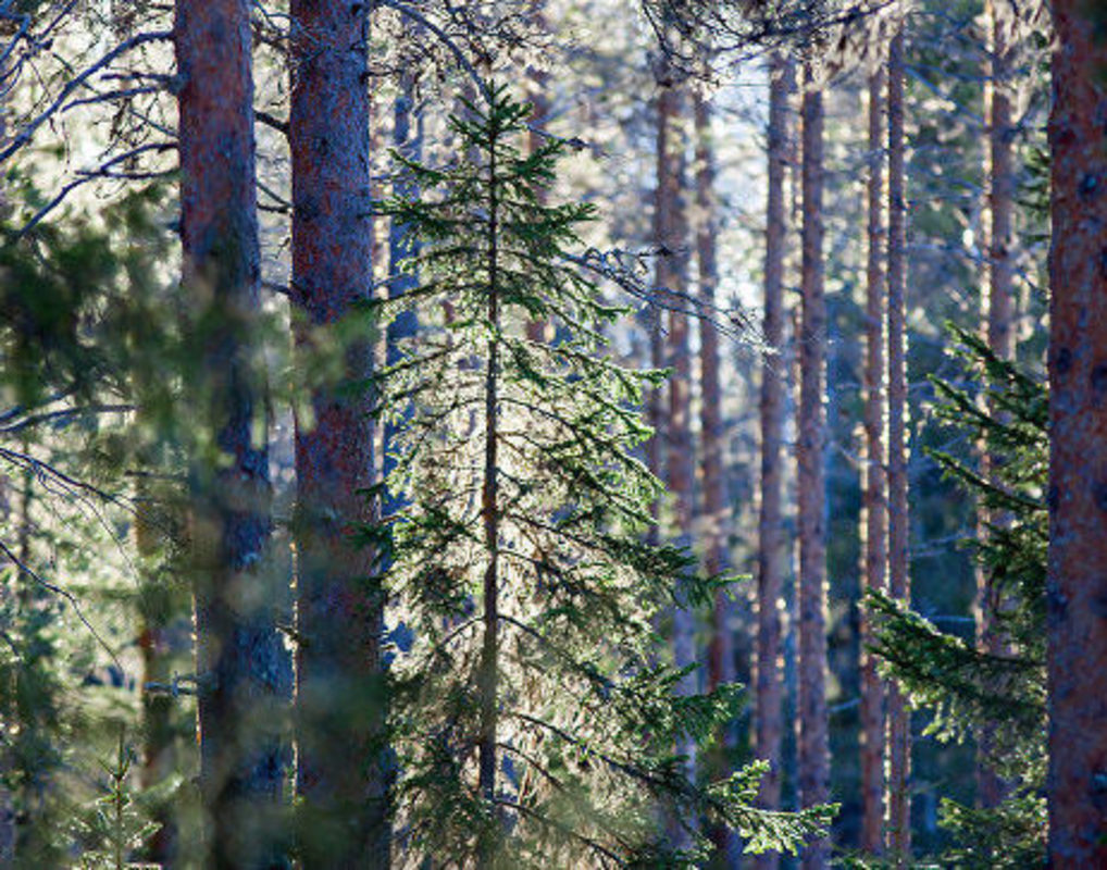 В Енисейском районе мужчина вырубил лес на 800 тыс. рублей