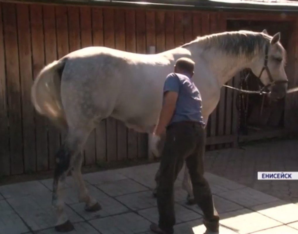 Житель Енисейского района создал музей лошадиной упряжки