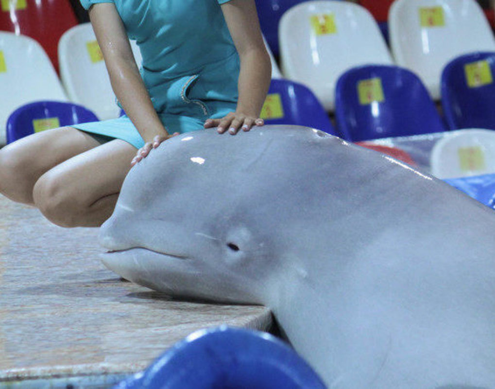 Руководство дельфинария около «Комсомолла» ответило на жалобы красноярца