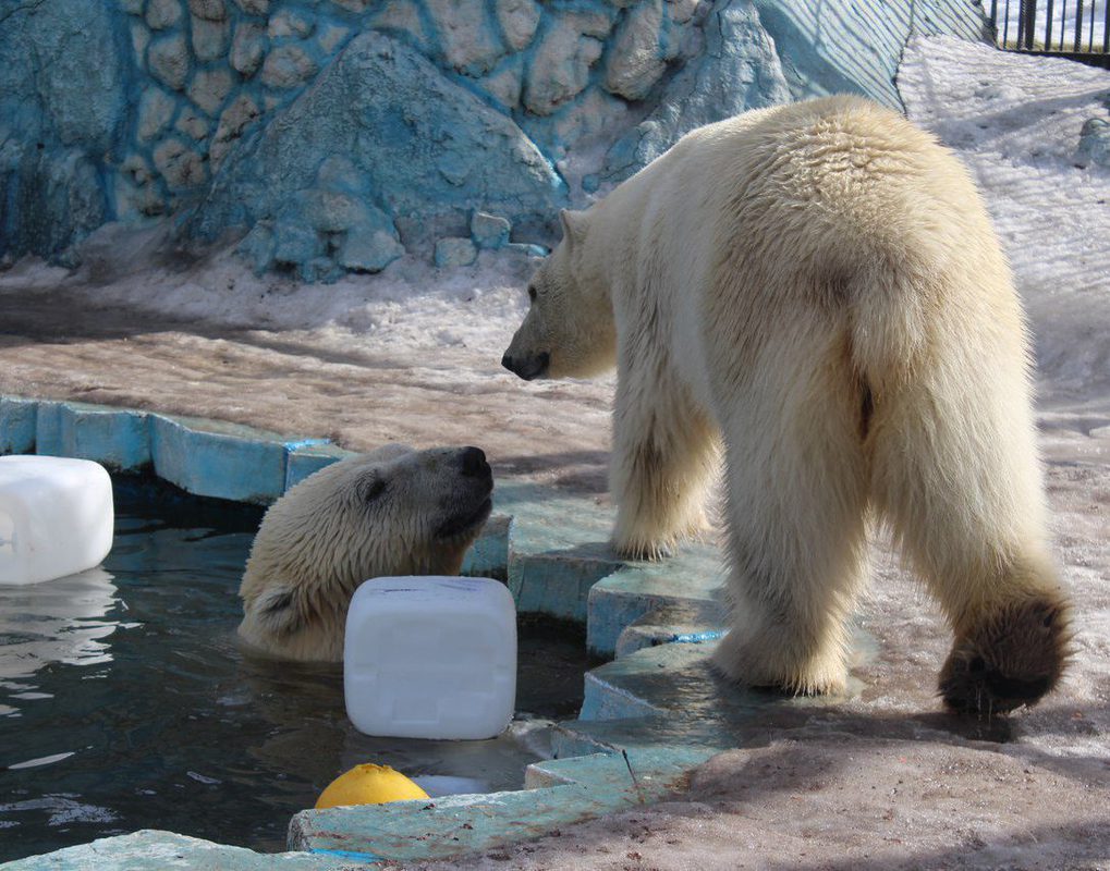 Бассейн с прозрачной стеной построят в «Роевом ручье» для белых медведей