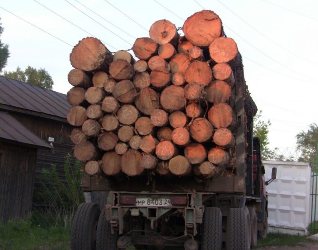 В Абане мужчина незаконно вырубил более 30 сосен на 230 тыс. рублей