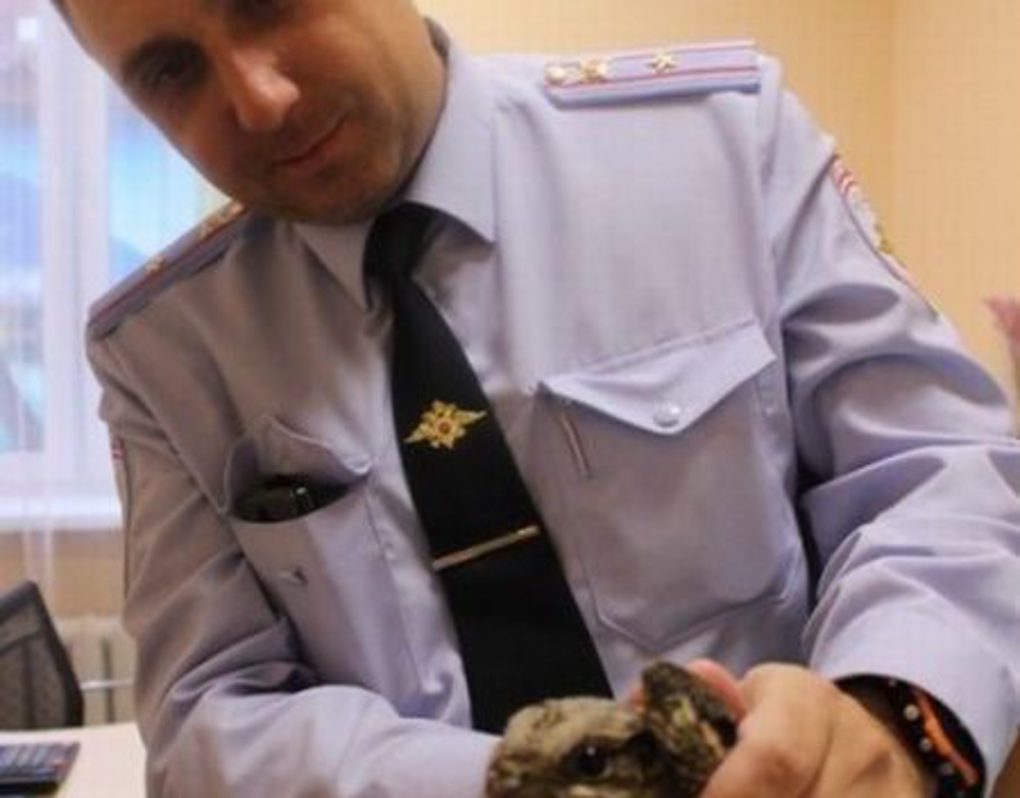 В Железногорске полицейский спас раненого птенца козодоя