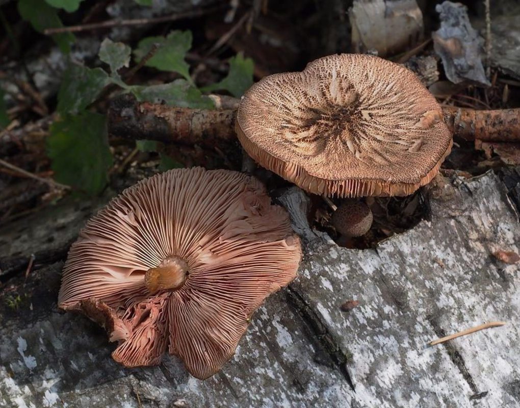 В Саяно-Шушенском заповеднике нашли новые виды грибов
