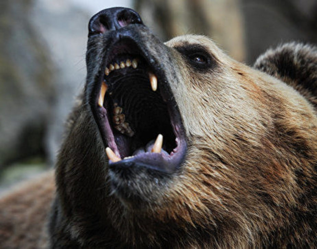 Жители Дивногорска пожаловались на нашествие медведей