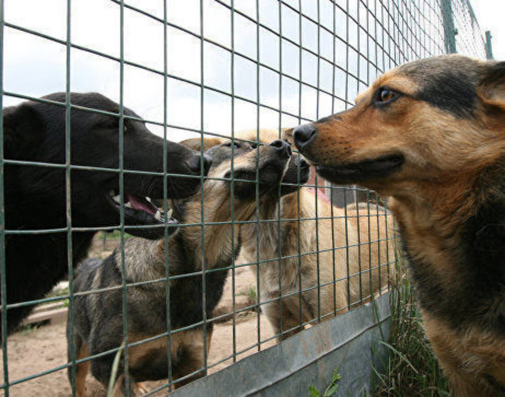 Количество бездомных собак в Красноярске перевалило за 10 тысяч