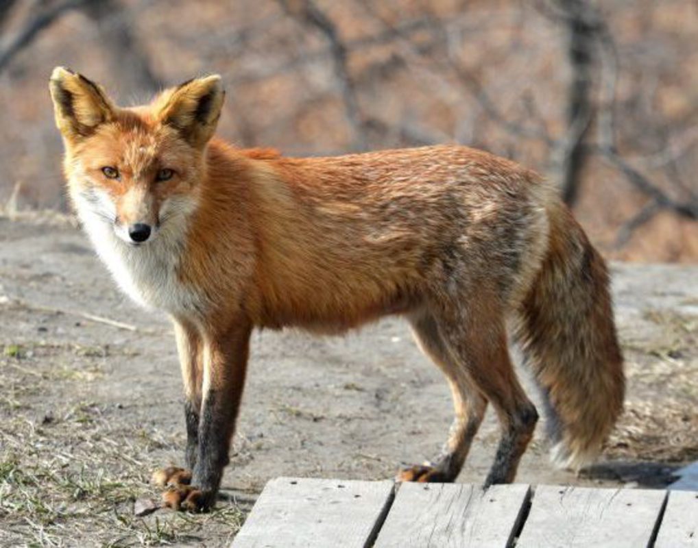 В селе под Красноярском ввели карантин из-за бешеной лисы 