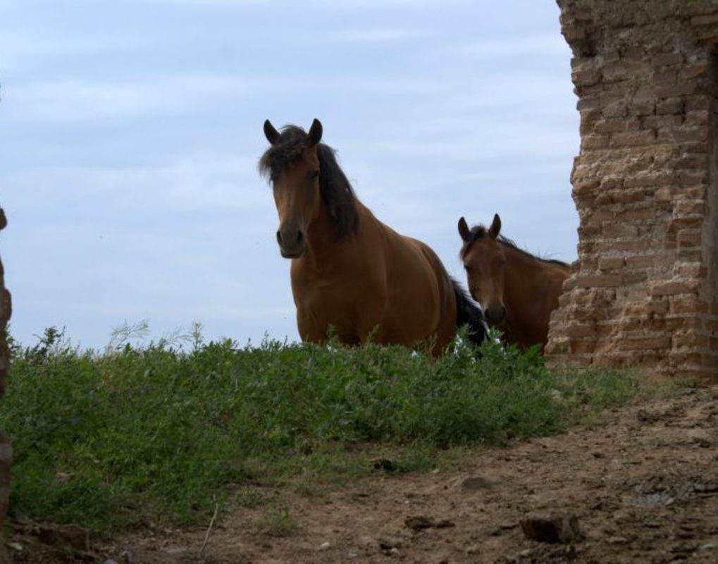 Красноярские ученые разработали экспресс-тест для оценки физической формы лошадей