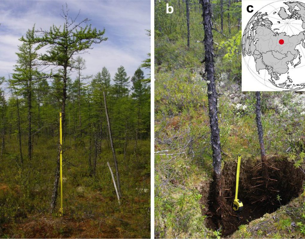 Красноярские биологи изучили процесс восстановления деревьев после пожаров 
