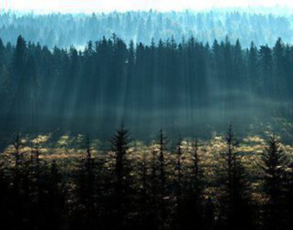 Красноярский край получит более полумиллиарда рублей на восстановление лесов