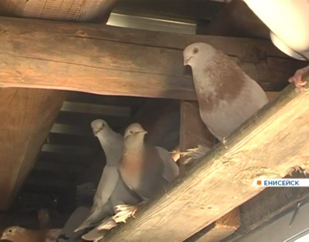 Житель Енисейска более полувека разводит редких голубей 
