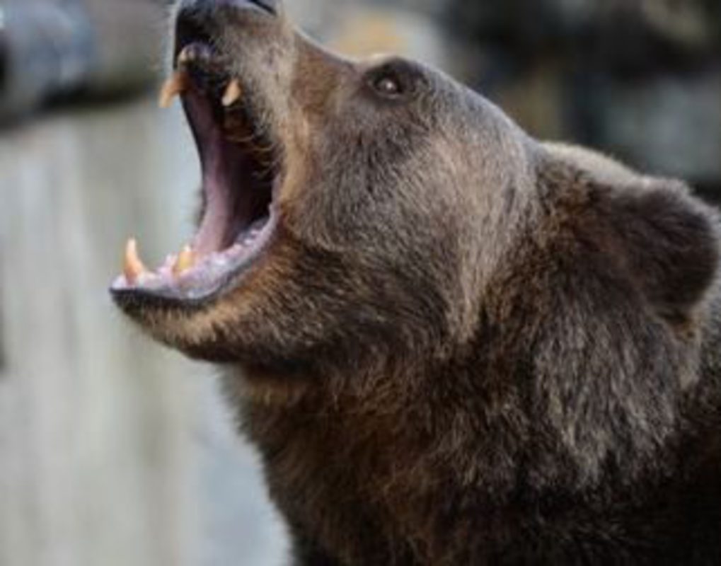Медведи в Красноярском крае приближаются к населенным пунктам