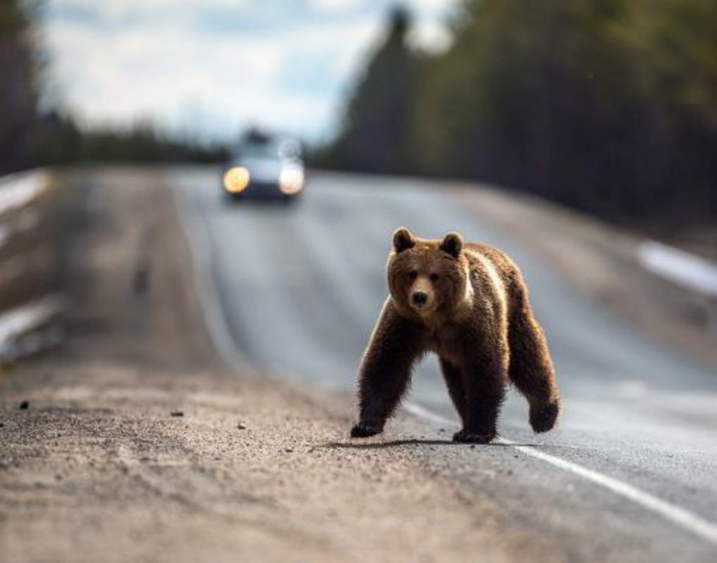 В окрестностях Железногорска охотники застрелили двух агрессивных медведей