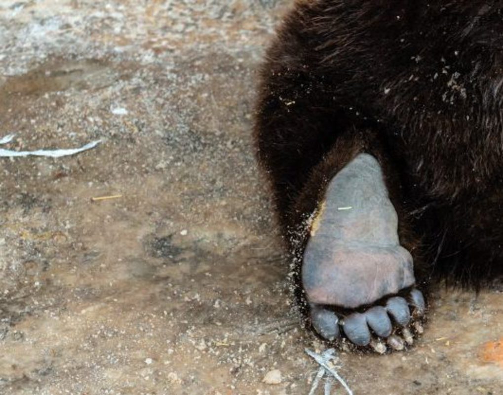 Красноярские ученые объяснили, почему медведи нападают на людей 