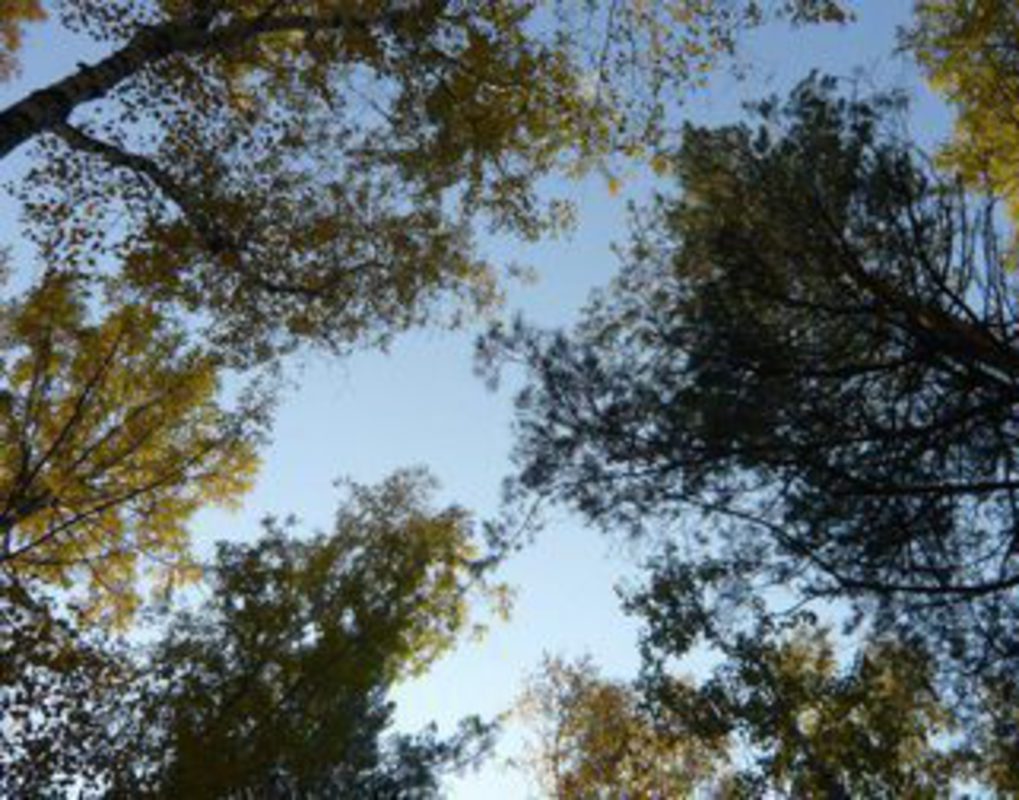 Осенью завершится второй этап благоустройства парка «Гремячая грива»