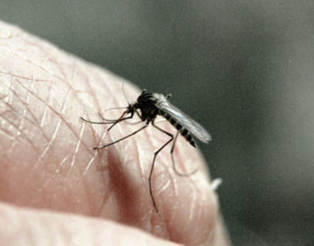 Китайские ученые истребили почти всех азиатских тигровых комаров
