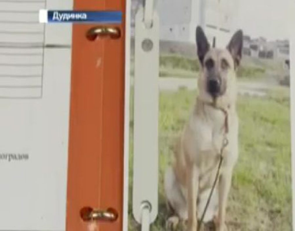 В Дудинке завершила службу первая и единственная разыскная собака