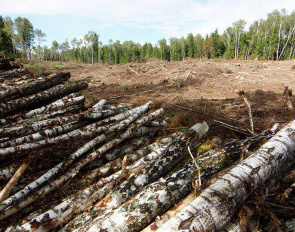 Житель Пировского района нанял рабочих и срубил лес на 10 млн рублей 