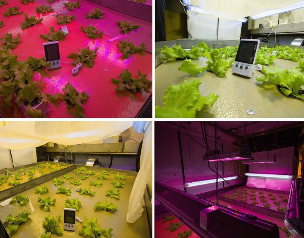 Красноярские биологи научились выбирать идеальный свет для выращивания растений 