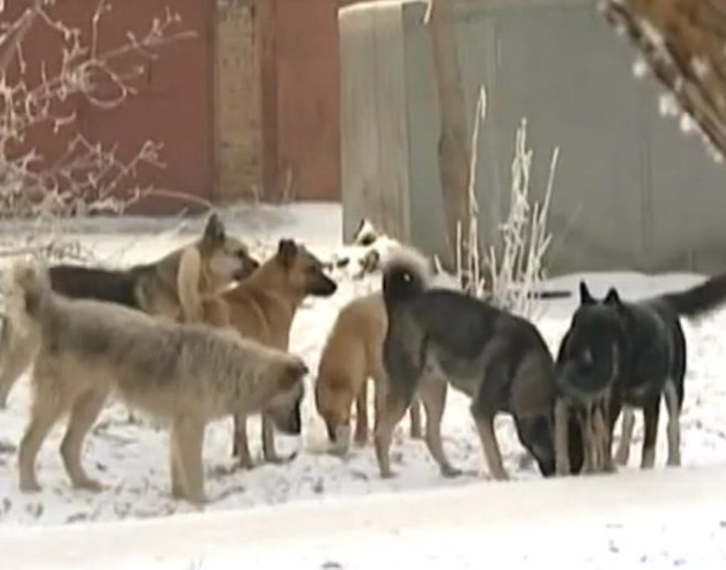 Стая собак накинулась на школьников в Октябрьском районе 