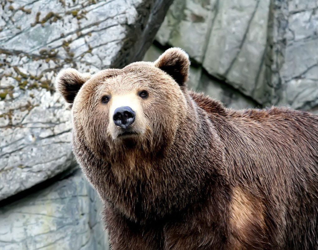 Под Ачинском браконьеры застрелили медведя 
