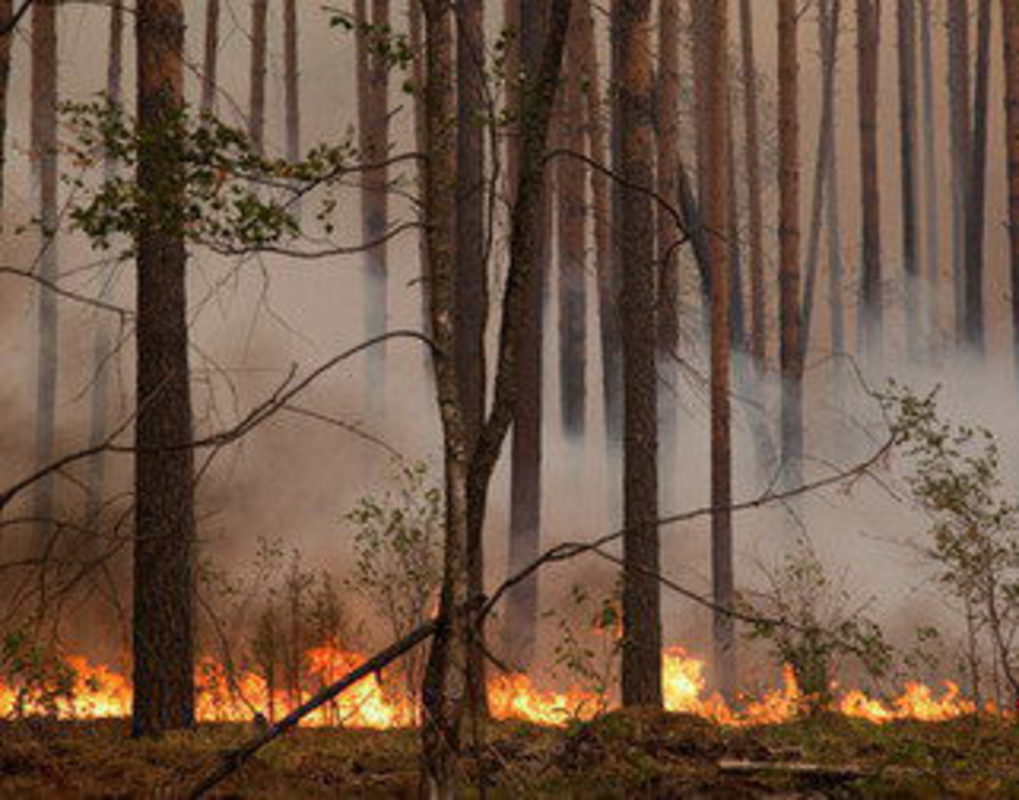 В Красноярском крае ликвидирован крупный природный пожар 
