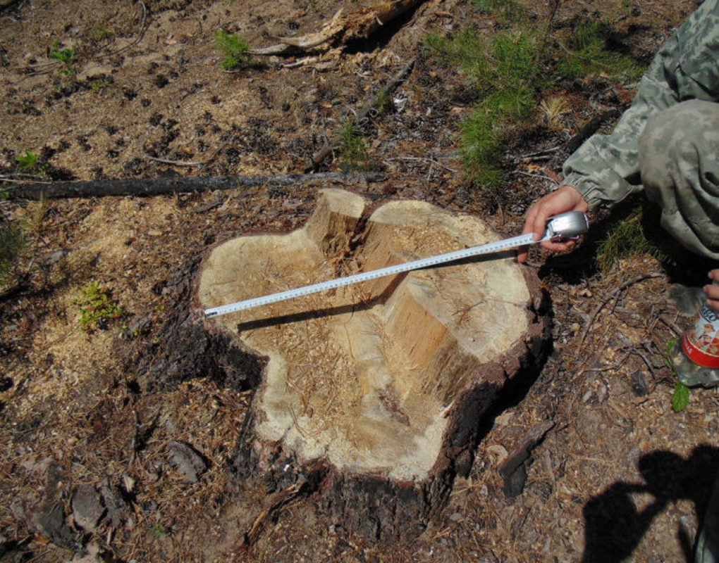 В Богучанском районе «черного» лесоруба в третий раз поймали с незаконно добытой древесиной