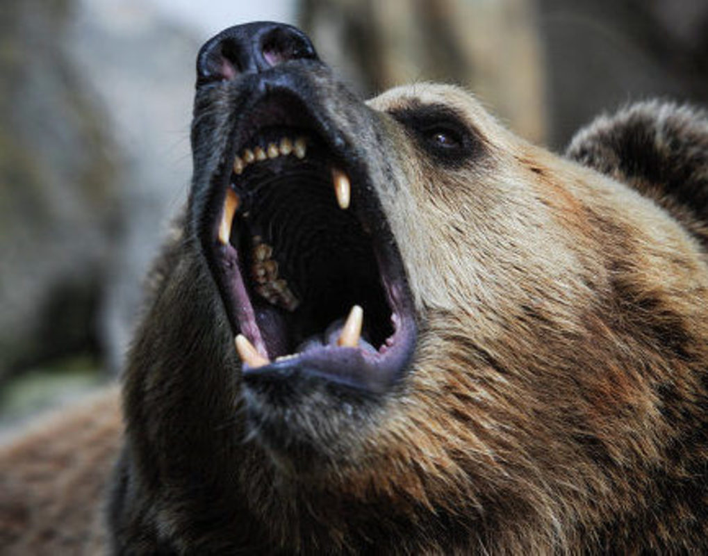 В красноярских лесах отмечают нашествие бурых медведей 