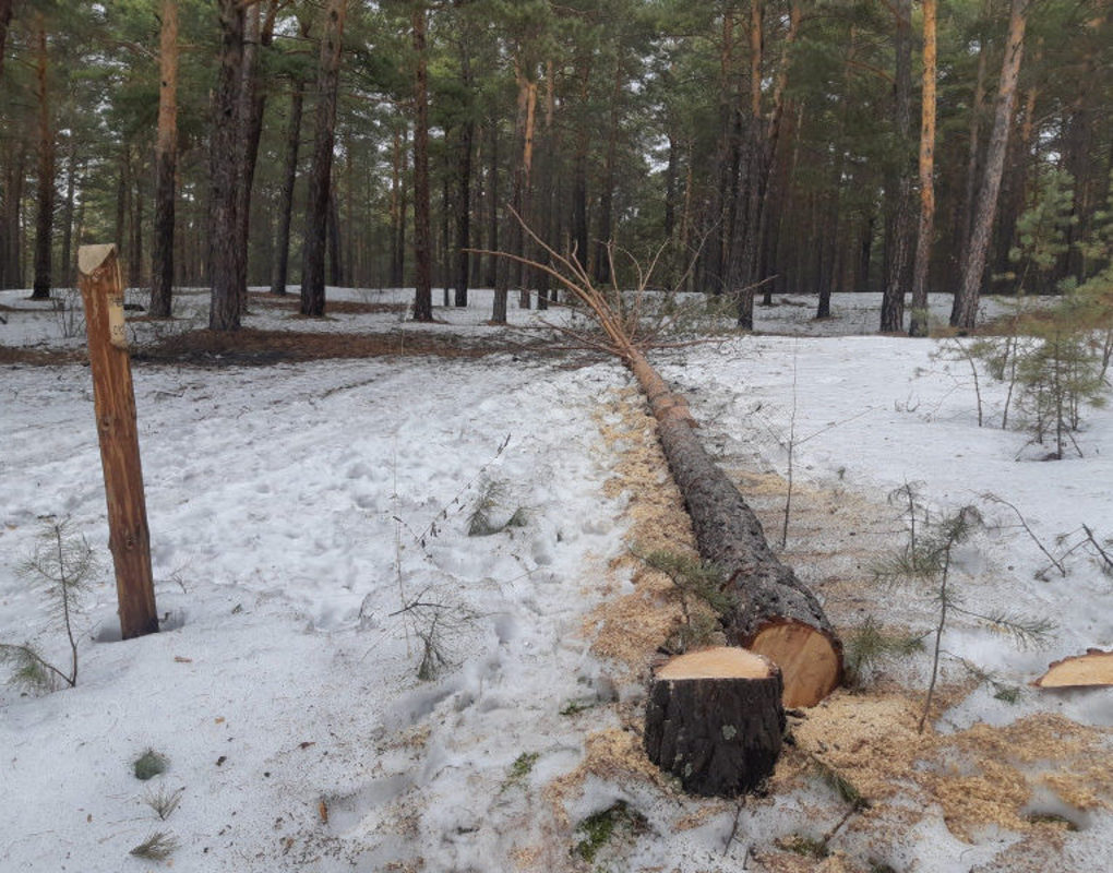 Бизнесмен из Курагинского района получил условный срок за вырубку деревьев 