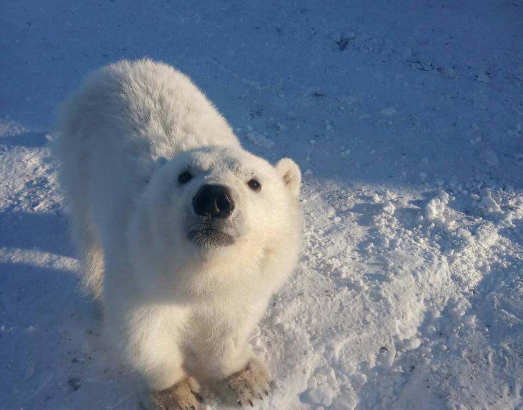 На севере Красноярского края вахтовики спасли белого медвежонка