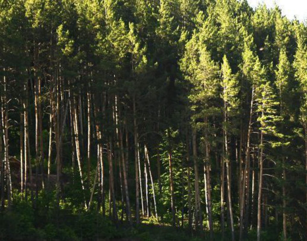 В красноярском крае инспекторы лесного надзора мониторят лесосеки с помощью современных технологий