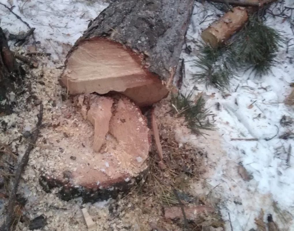 Учёные занимаются вырубкой деревьев в красноярском Академгородке