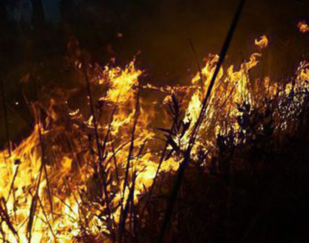 Житель Богучанского района хотел подогреть еду на берегу реки и устроил пожар