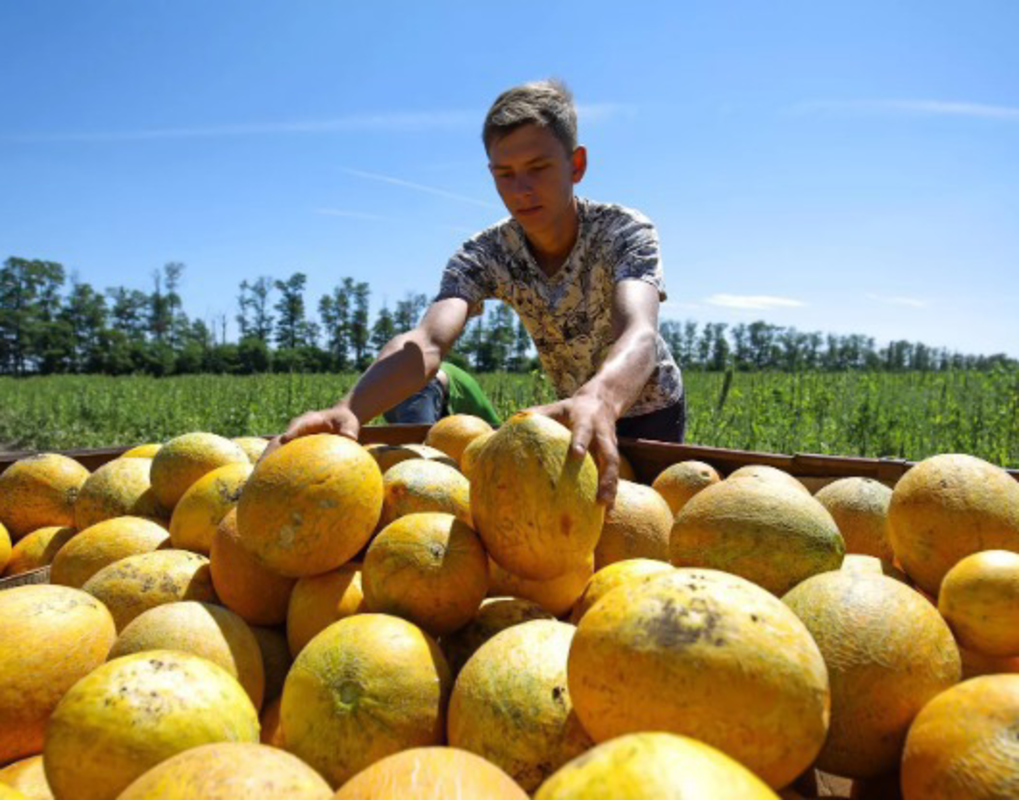 тонны овощей и фруктов уничтожили в Красноярском крае за II квартал 2022 года 