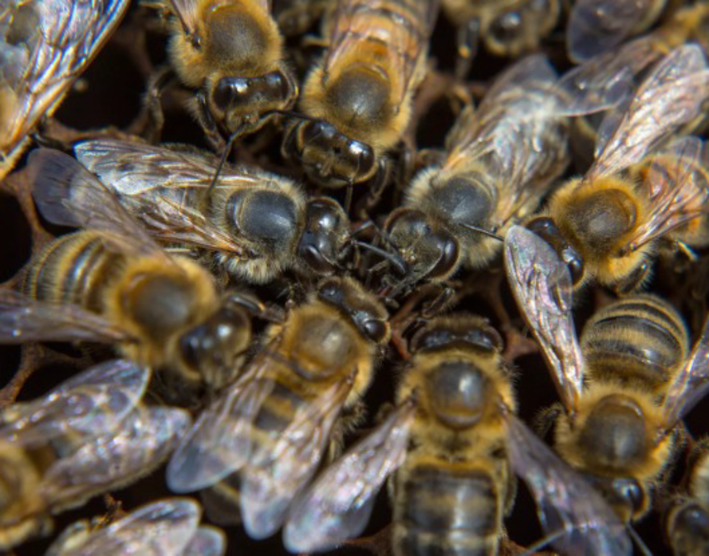 В Омской области гибнут миллионы пчелы