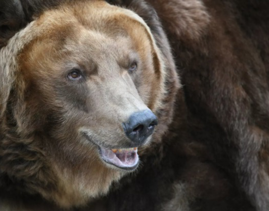 В Бурятии медведь обокрал спавших туристов и поцарапал их машину