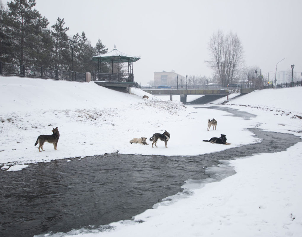 Собачьи приюты Красноярска получат субсидии