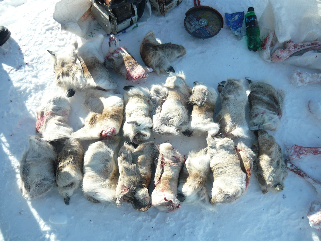 Пять северных оленей убили браконьеры в алтайском заповеднике