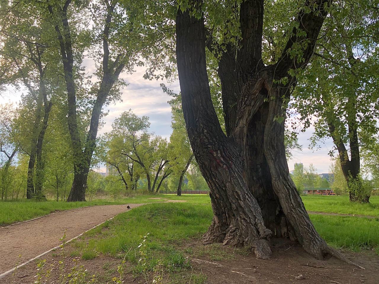 В Татышев-парке Красноярска спилят 20 тополей